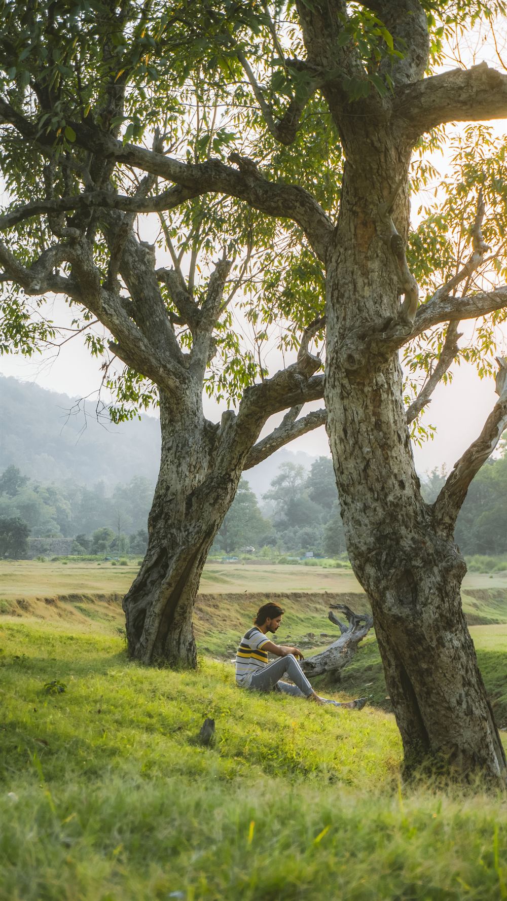 A man sitting quietly under a large tree beside an open field at sunset.